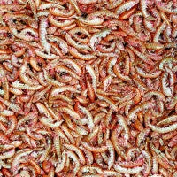 Gammarus von Tropical