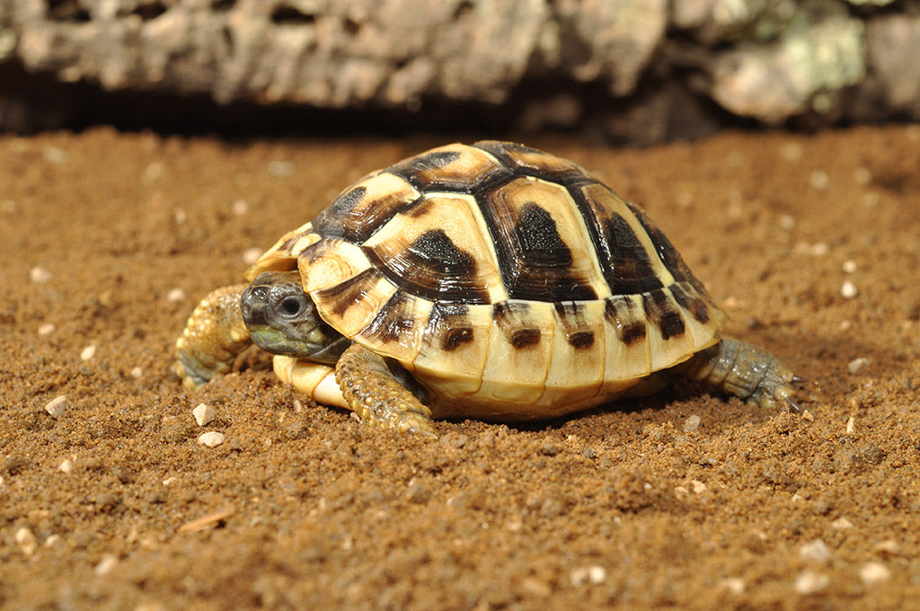 Tortoise Bedding Substrat