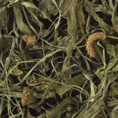 Naturals Narrowleaf Plantain