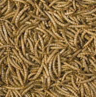 Mealworms von Tropical