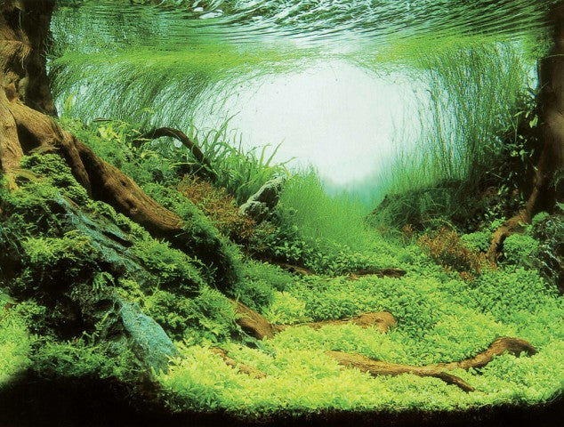 Posterrückwand Plants/Ocean