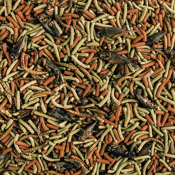 Reptiles Carnivore Soft Formula