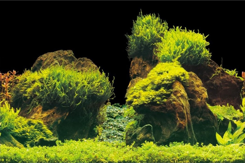 Posterrückwand Rock/Plants