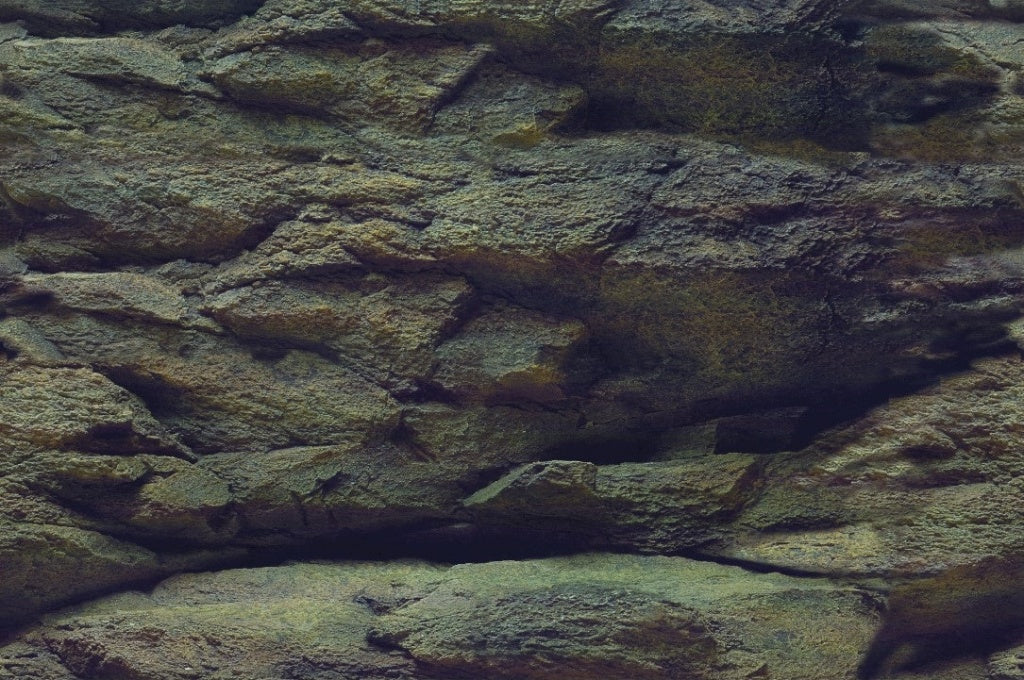 Posterrückwand Rock/Plants