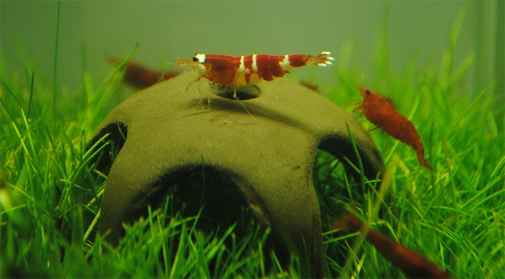 Aquarien-Dekorationen aus Keramik