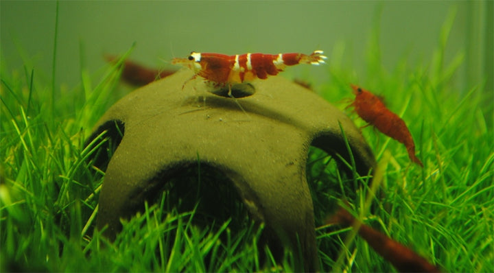 Aquarien-Dekorationen aus Keramik