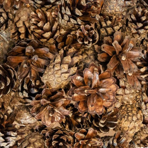 Small Forest Pine Cones – Natürliche Tannenzapfen für Foraging & Beschäftigung