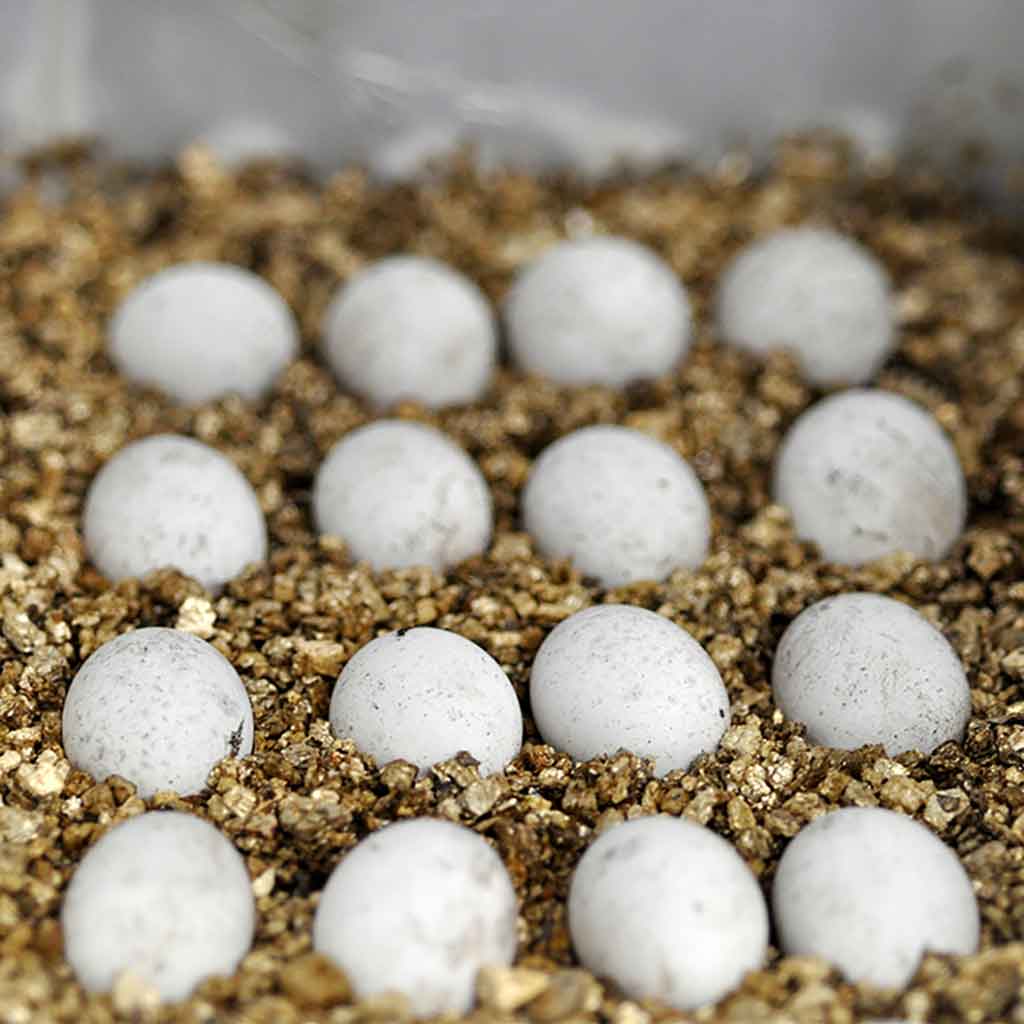 Vermiculite