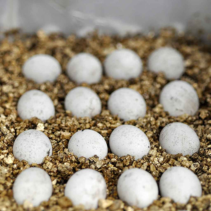 Vermiculite
