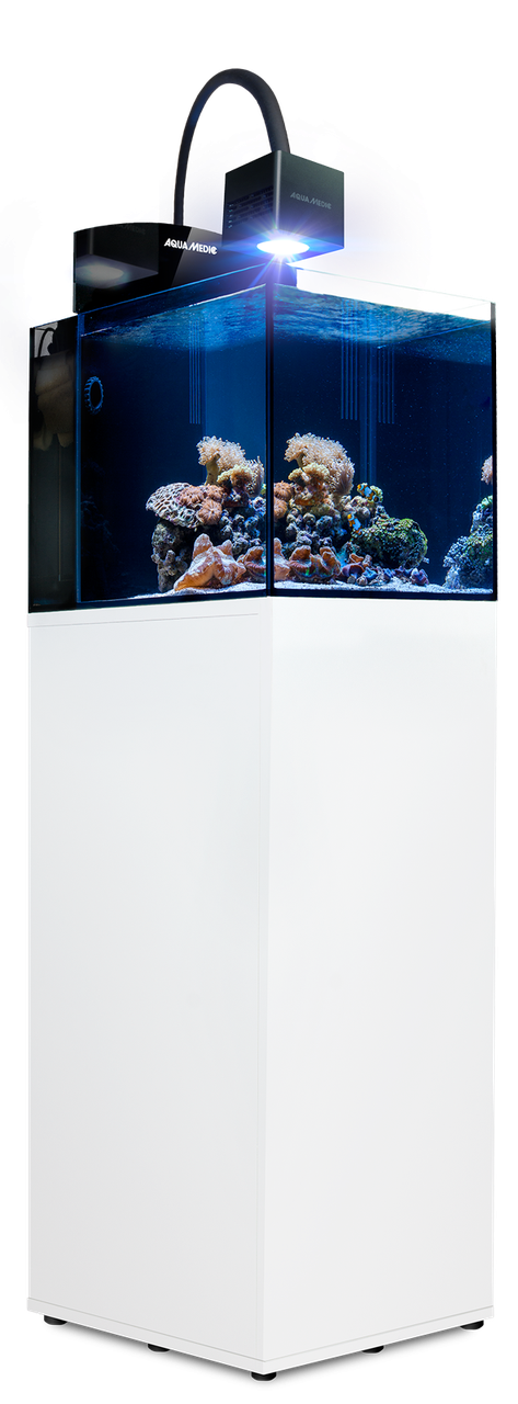 Blenny Qube Kostenloser-Versand