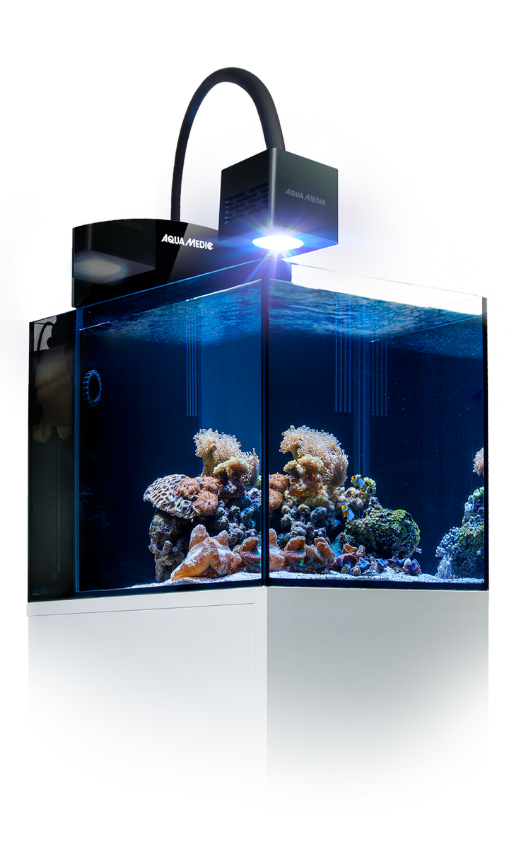 Blenny Qube Kostenloser-Versand
