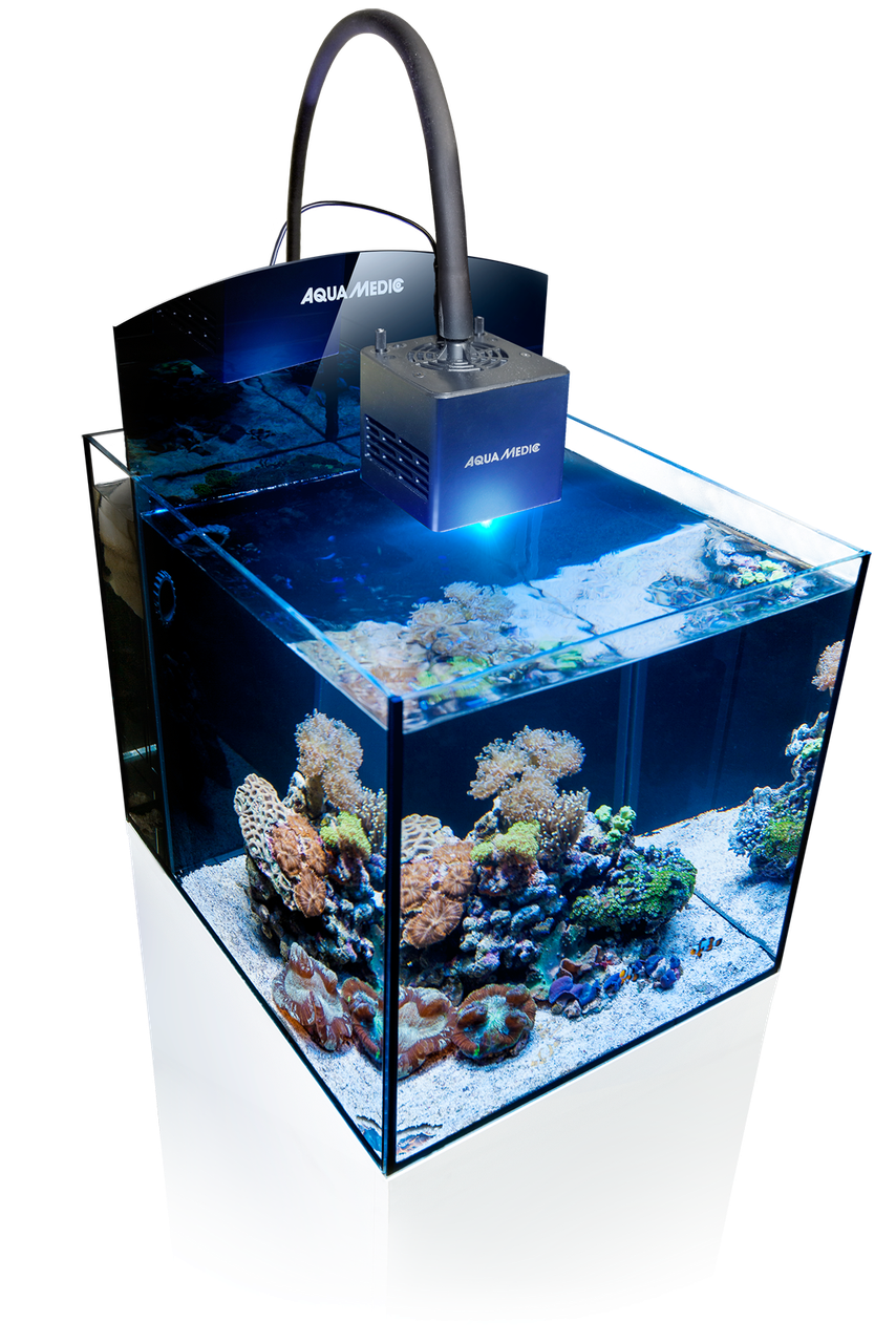 Blenny Qube Kostenloser-Versand