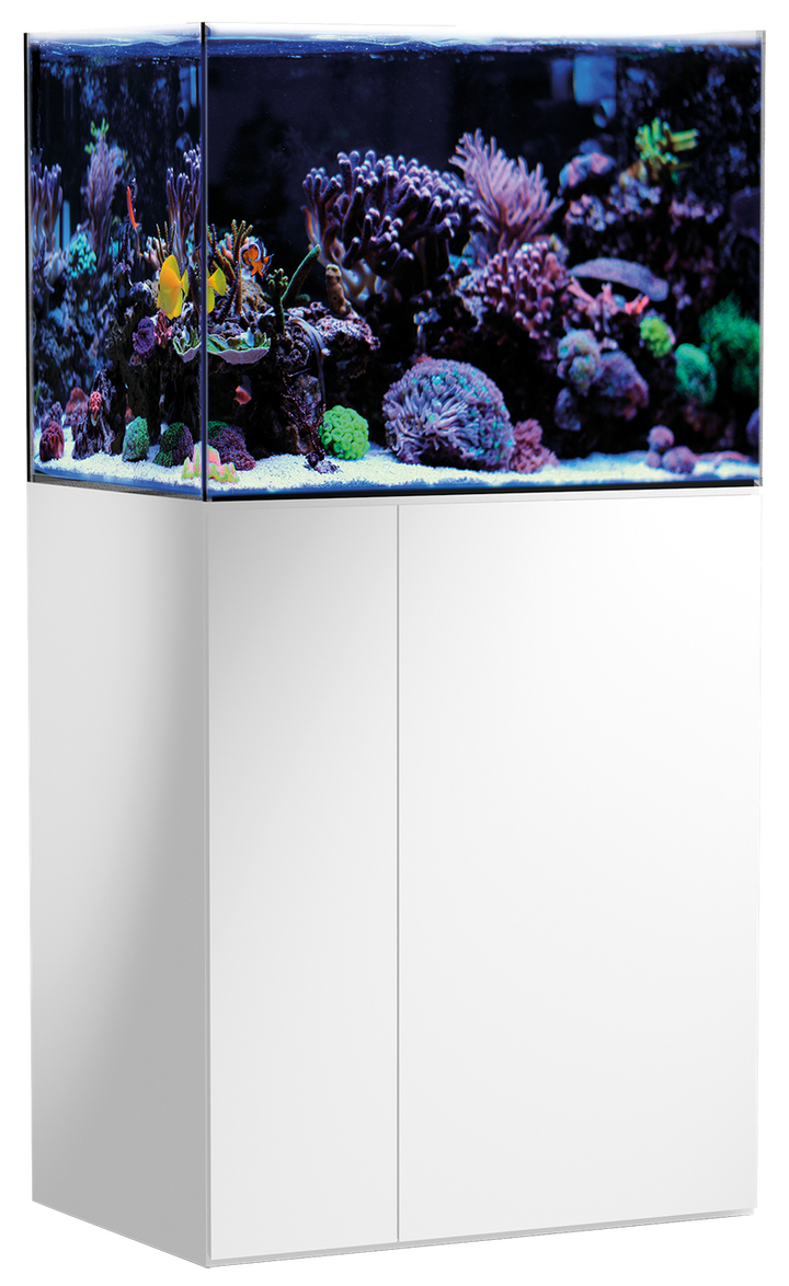 Armatus 250 white Kostenloser-Versand