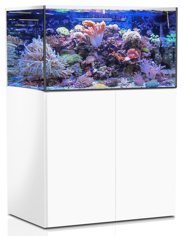 Armatus 375 XD white Kostenloser-Versand